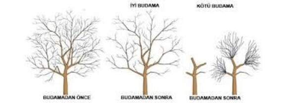 İyi Budama