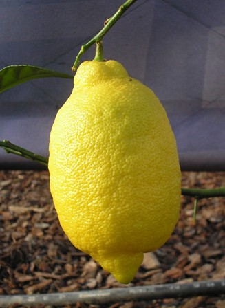 limon fidani online satis