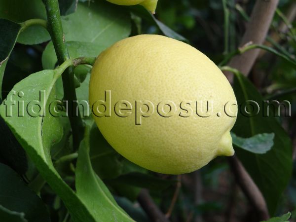yediveren limon fidani