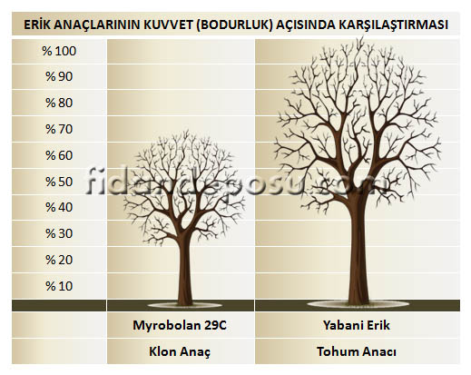 seks filmi izlet