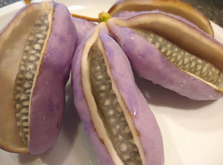 ÇİKOLATA SARMAŞIĞI
