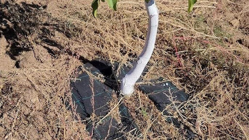 FİDANLAR KIŞ AYLARINDA NASIL KORUNUR