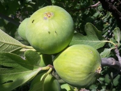 ABALI ERKEK (İLEK) İNCİR FİDANI - 