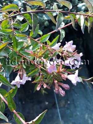 ABELIA 'EDWARD GOUCHER'(Pembe çiçekli abelya) BİTKİSİ - 