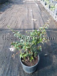 ABELIA 'EDWARD GOUCHER'(Pembe çiçekli abelya) BİTKİSİ - 2