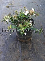 ABELIA GRANDIFLORA (Abelya,güzellik çalısı) - 1