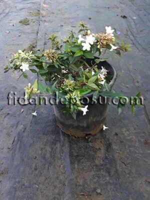  - ABELIA GRANDIFLORA (Abelya,güzellik çalısı)