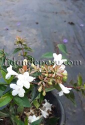 ABELIA GRANDIFLORA (Abelya,güzellik çalısı) - 2