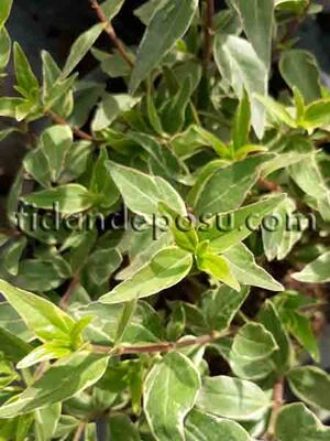 ABELIA GRANDIFLORA 'CONFETTİ'(Beyaz alaca yapraklı güzellik çalısı,Abelya) BİTKİSİ - 