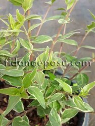 ABELIA GRANDIFLORA 'CONFETTİ'(Beyaz alaca yapraklı güzellik çalısı,Abelya) BİTKİSİ - 2