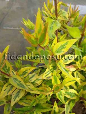 ABELIA GRANDIFLORA 'KALEIDOSCOPE' (Sarı Alacalı güzellik çalısı,Abelya) BİTKİSİ - 
