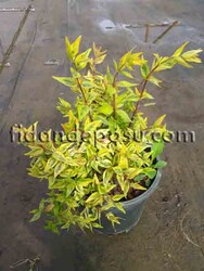 ABELIA GRANDIFLORA 'KALEIDOSCOPE' (Sarı Alacalı güzellik çalısı,Abelya) BİTKİSİ - 2