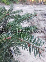 ABIES NORDMANNIANA (Kafkasya göknarı) BİTKİSİ - 1