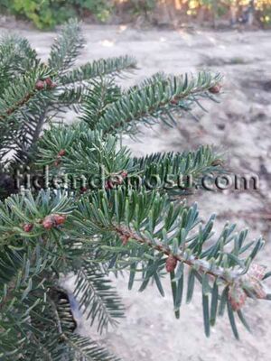  - ABIES NORDMANNIANA (Kafkasya göknarı) BİTKİSİ