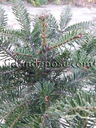 ABIES NORDMANNIANA (Kafkasya göknarı) BİTKİSİ - 2
