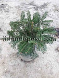 ABIES NORDMANNIANA (Kafkasya göknarı) BİTKİSİ - 3