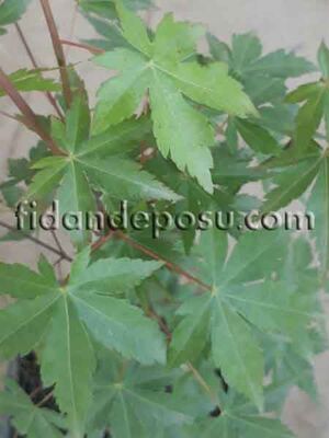  - ACER PALMATUM(Japon Akçaağacı) BİTKİSİ