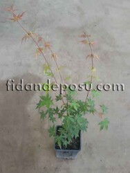 ACER PALMATUM(Japon Akçaağacı) BİTKİSİ - 2