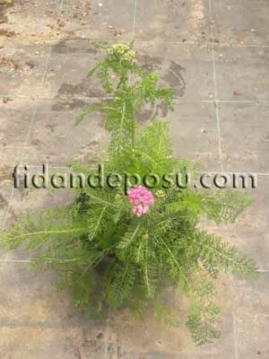 ACHİLLEA MİLLEFOLİUM MİX(Civan perçemi,karışık renk)BİTKİSİ - 