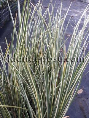 ACORUS GRAMINEUS 'VARIEGATA' (Alacalı yapraklı kısa eğir otu) BİTKİSİ - 