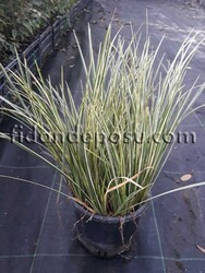 ACORUS GRAMINEUS 'VARIEGATA' (Alacalı yapraklı kısa eğir otu) BİTKİSİ - 2