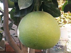 AĞAÇ KAVUNU - ŞADOK (CİTRUS POMELO) FİDANI - 1
