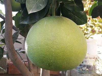  - AĞAÇ KAVUNU - ŞADOK (CİTRUS POMELO) FİDANI