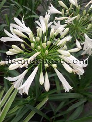 AGAPANTHUS AFRICANUS'ALBUS' (Beyaz çiçekli Afrika zambağı ) BİTKİSİ - 1