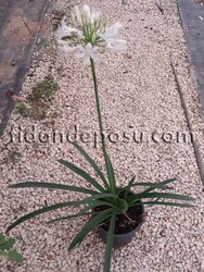AGAPANTHUS AFRICANUS'ALBUS' (Beyaz çiçekli Afrika zambağı ) BİTKİSİ - 2
