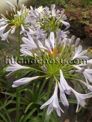 AGAPANTHUS AFRICANUS'BLUE' (Mavi çiçekli Afrika zambağı ) BİTKİSİ - 1