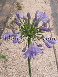 AGAPANTHUS AFRICANUS'BLUE' (Mavi çiçekli Afrika zambağı ) BİTKİSİ - 2
