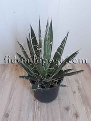 AGAVE FİLİFERA BİTKİSİ - 1