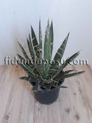 AGAVE FİLİFERA BİTKİSİ - 