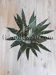 AGAVE FİLİFERA BİTKİSİ - 2