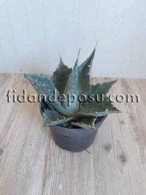  - AGAVE PURPUSORUM BİTKİSİ