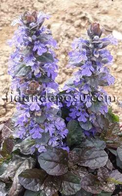 AJUGA REPTANS' BLACK SCALLOP' (Mayasıl otu) BİTKİSİ - 