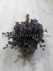 AJUGA REPTANS' BLACK SCALLOP' (Mayasıl otu) BİTKİSİ - 2