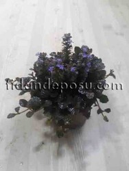 AJUGA REPTANS' BLACK SCALLOP' (Mayasıl otu) BİTKİSİ - Thumbnail