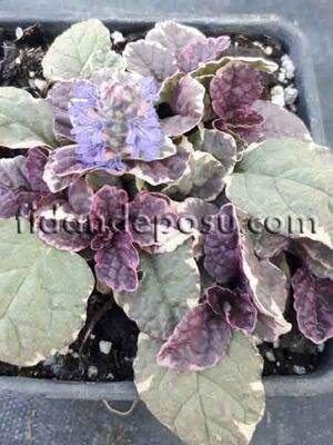  - AJUGA REPTANS' BURGUNDY GLOW'' (Mayasıl otu) BİTKİSİ