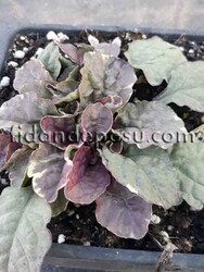 AJUGA REPTANS' SUGAR PLUM' (Mayasıl otu) BİTKİSİ - 