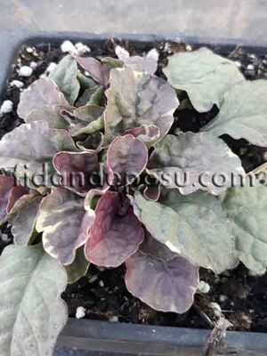 AJUGA REPTANS' SUGAR PLUM' (Mayasıl otu) BİTKİSİ - 