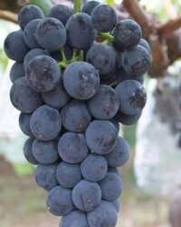 ALİCANTE BOUSCHET ASMA FİDANI - 