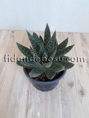 ALOE ARİSTATA VARİEGATA BİTKİSİ - 