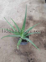 ALOE VERA (Tıbbi sarısabır) BİTKİSİ - 