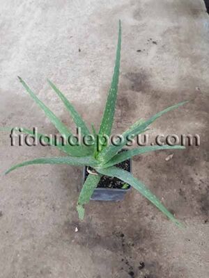 ALOE VERA (Tıbbi sarısabır) BİTKİSİ - 