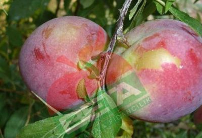 ALPA ERİK FİDANI - 
