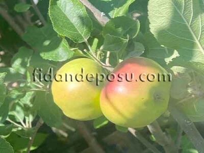 ALTIN ÇEKİRDEK ELMA FİDANI - 