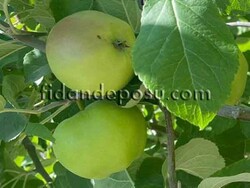 ALTIN ÇEKİRDEK ELMA FİDANI - 2