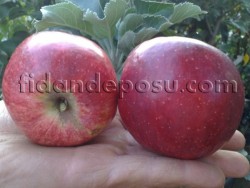 AMASYA ELMA FİDANI - 1