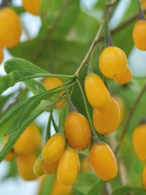 AMBER SWEET GOJİBERRY FİDANI - 